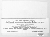 Puccinia arenariae image